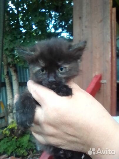 Отдам в добрые руки котят