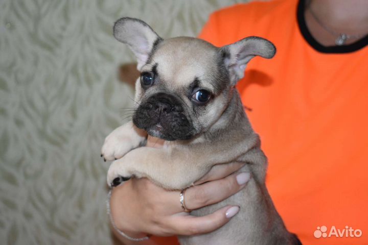 Французский бульдог щенки