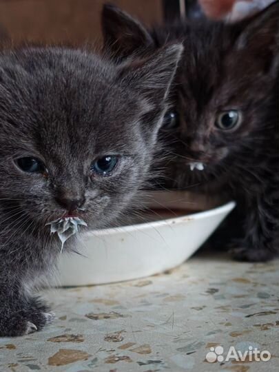 Котята в добрые руки бесплатно