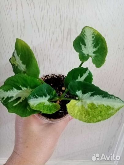 Сингониум Яичница (Syngonium Scrambled Eggs)