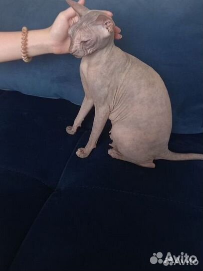 Котята сфинкс браш