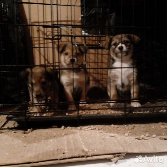 Щенки, от небольшой собачки