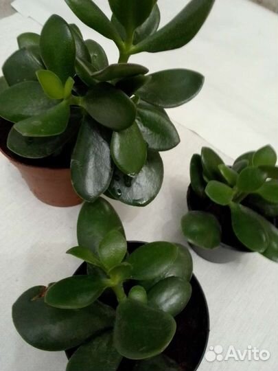 Комнатные растения