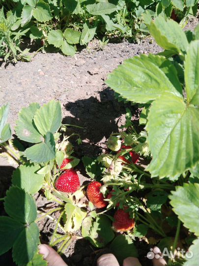 Саженцы клубники 