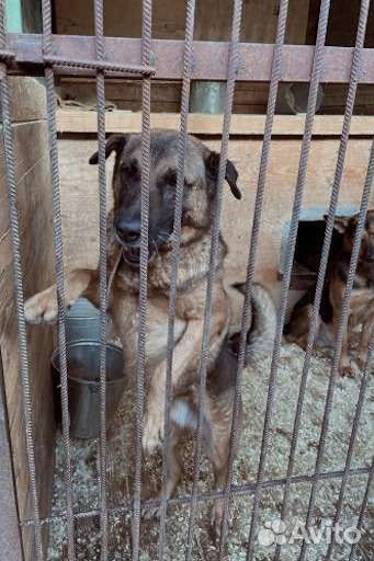 Собака ждет хозяина