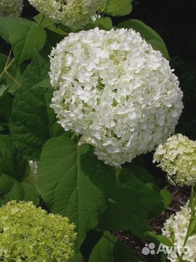 Гортензия древовидная Анабель