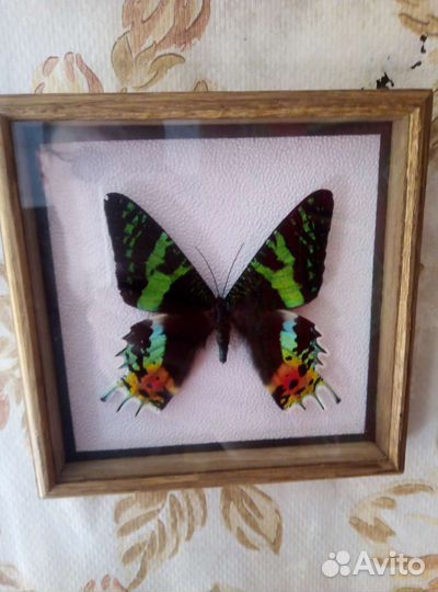 Бабочка в рамке