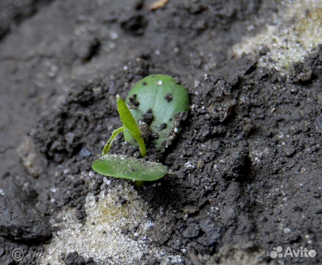 Унаби Настоящий (Зизифус) на посадку, семена