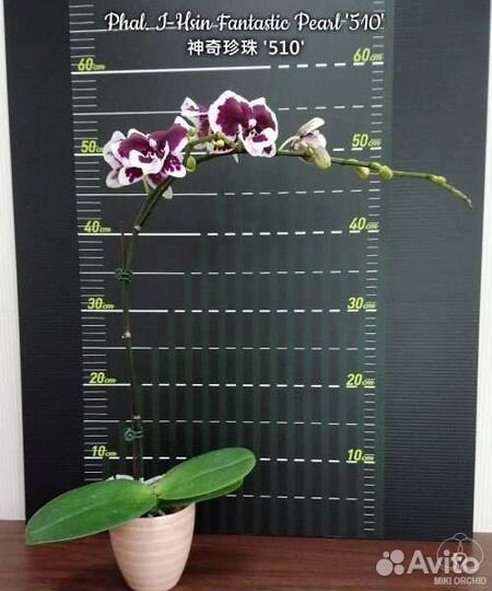 Орхидея фаленопсис I-Hsin Fantastic Pearl '510'