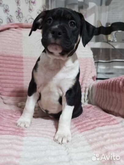 Щенки стаффорда