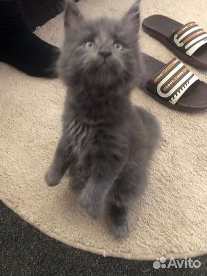 Котята мейн-кун