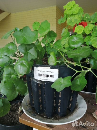 Герань пеларгония сортовая