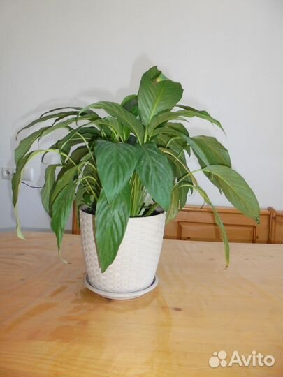 Комнатные растения цветы