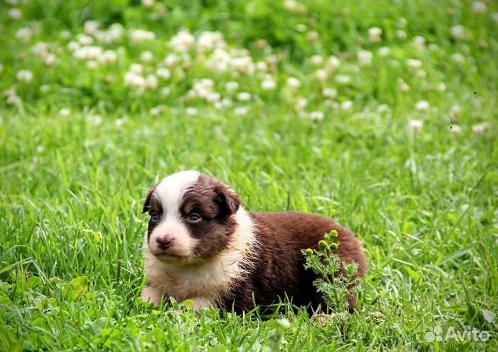 Щенки пастушьей собаки, австралийской овчарки