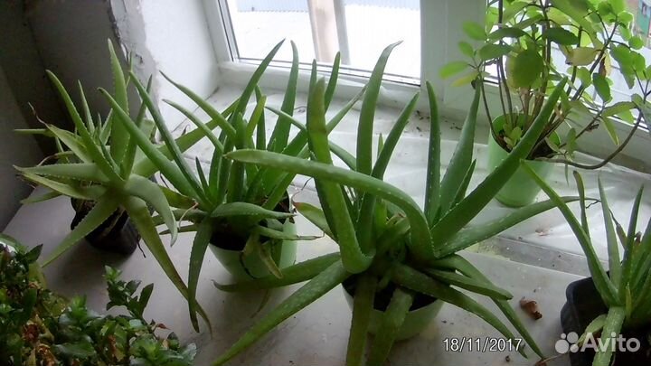 Продам Алое Вера