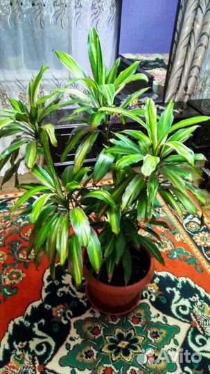 Корделина и Веерная Пальма