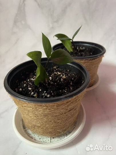 Замиокулькас