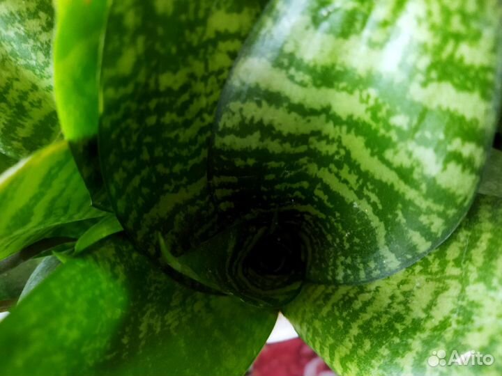 Кактус сансивьерия алое денежное дерево суккуленты