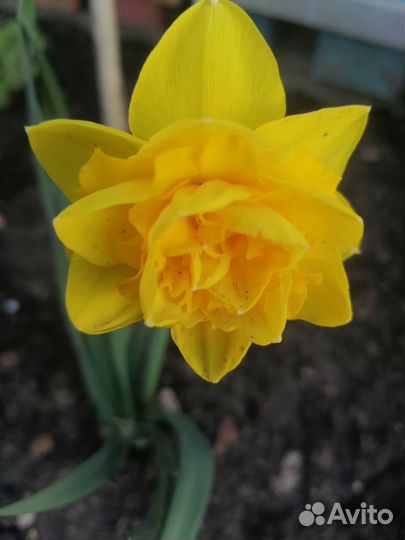 Луковицы нарциссов