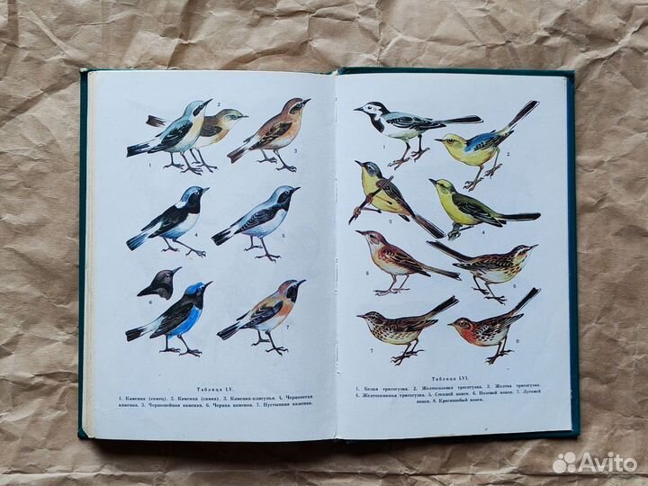 Птицы открытых и околоводных пространств СССР Беме