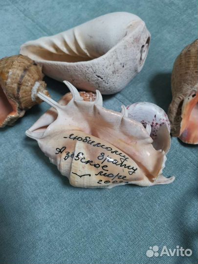 Морские ракушки раковины