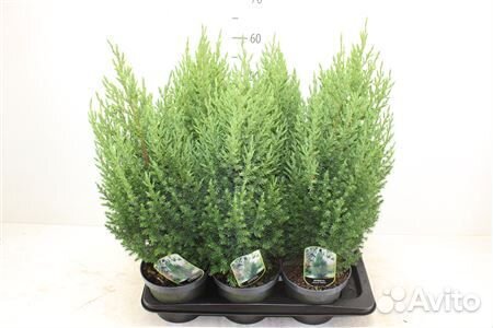 Джуниперус Стрикта 15 60