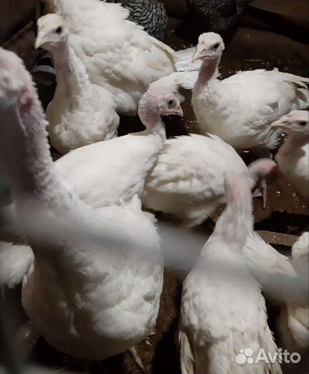 Индюшата, петух