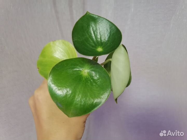 Сансевиерии,Пеперомия Рейндроп,Алоэ,Аихризон