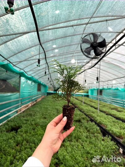 Туя, Туи Смарагд саженцы с доставкой