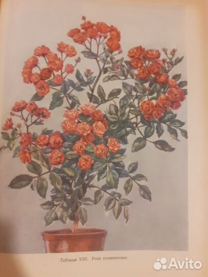 Старинная книга о комнатном цветоводстве 1956 г