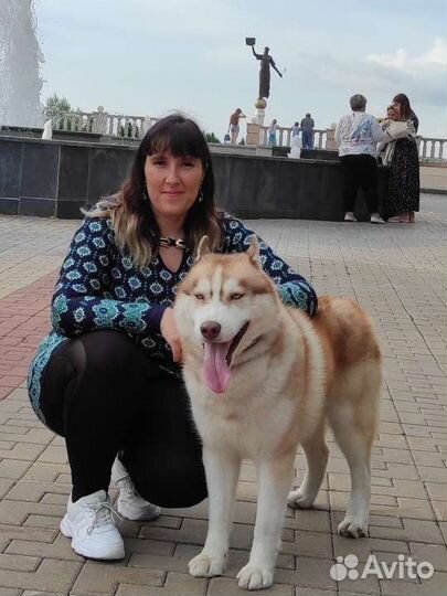 Сибирский Хаски вязка