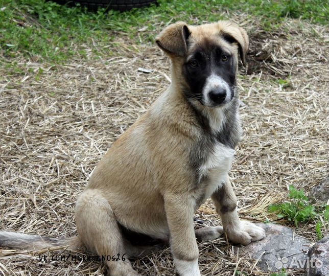 Крутой пёсель