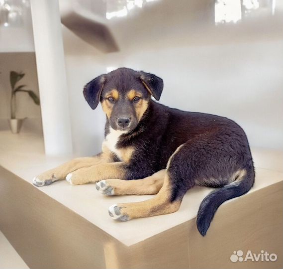 Щенок в добрые руки бесплатно