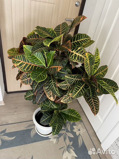 Кодеиум кротон