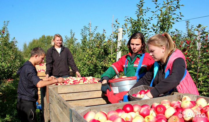 Сборщик яблок в саду. Вахта