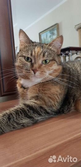 Кошка Соня 2года метиска привита стерильна