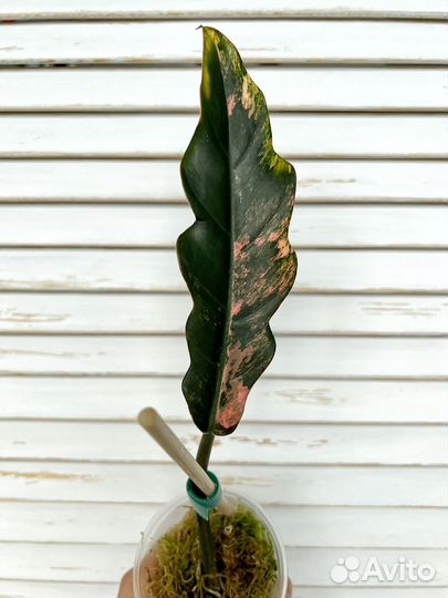 Филодендрон карамель марбл