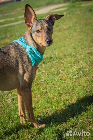 Собака компаньон