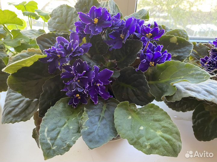 Фиалка в горшках