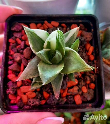 Haworthia 'Moori Nosono' вариегатная