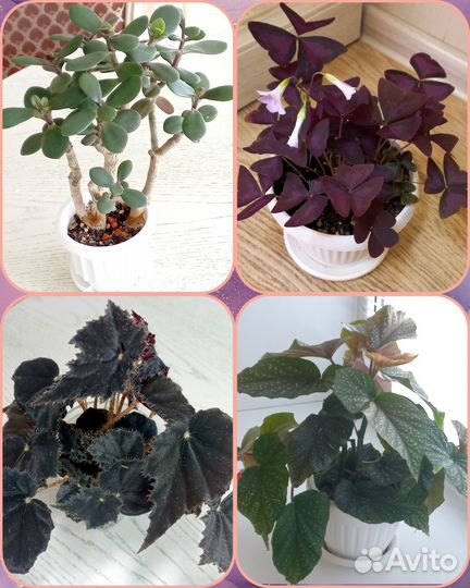 Цветы комнатные в горшках