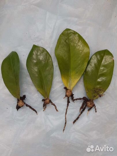 Замиокулькас