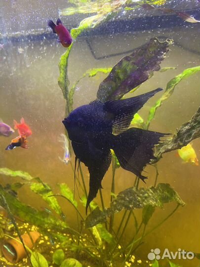 Скалярия черная