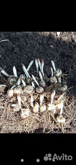 Лилии луковицы,жёлтые