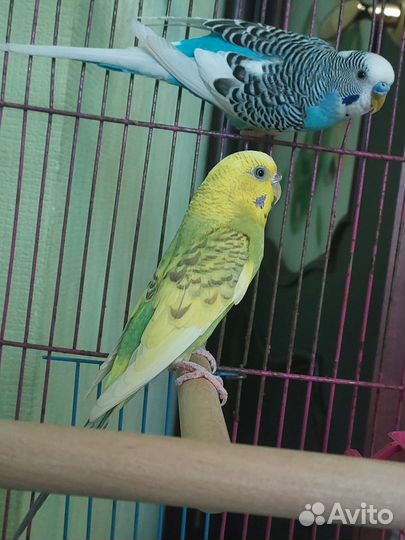 Волнистый попугай с клеткой