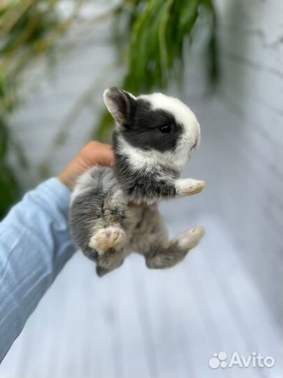 Ручные мини крольчата тут