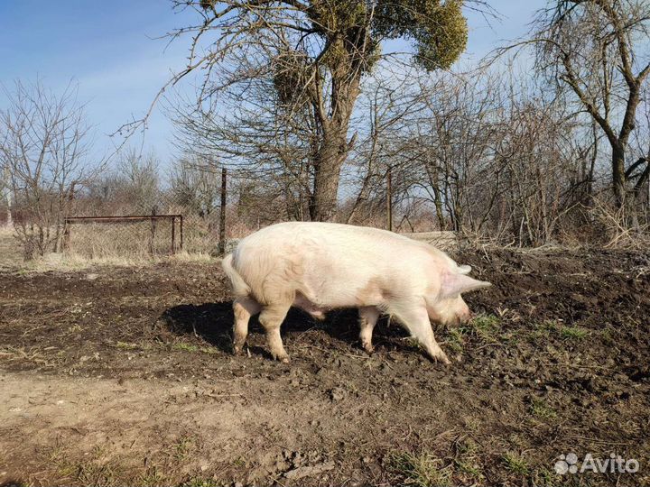 Хряк ландрас