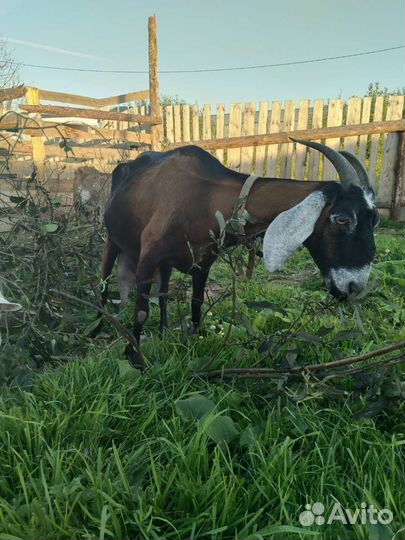 Нубийская коза