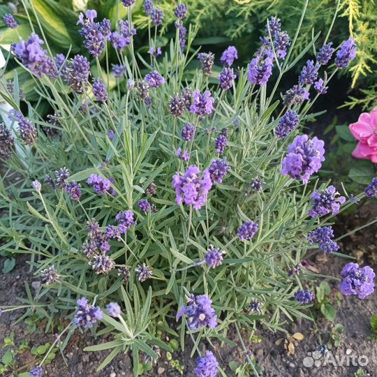 Лаванда узколистная саженцы