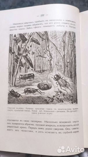 Фабр. Жизнь насекомых, 1911